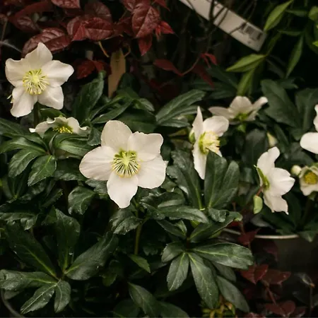 Quartier Latin * פריז